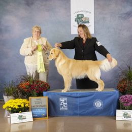 Golden Retriever All Grown Up from Beachwood Golden Retrievers