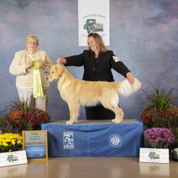 Golden Retriever All Grown Up from Beachwood Golden Retrievers