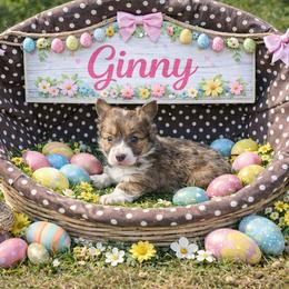 Ginny - Blue female Pembroke Welsh Corgi puppy in Orrtanna, Pennsylvania from Mountain Top Shepherd's