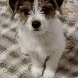 Jake - Black and white male Companion Cross puppy in Mankato, Minnesota from Tiny and Treasured