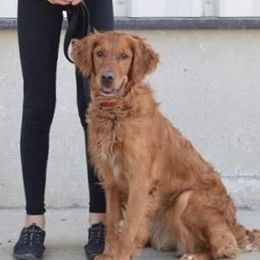 Ember - Golden Retriever