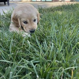 Golden Retriever Puppies from Upper Park Goldens