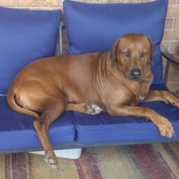 Magnum - Rhodesian Ridgeback