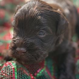 Fiyero Liver Blue or green eyes - Liver male Miniature Schnauzer puppy in Temple, Texas from Schnauzers Of Taylor
