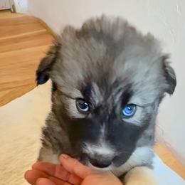 Native American Indian Dog puppies from Turtle Island NAIDs