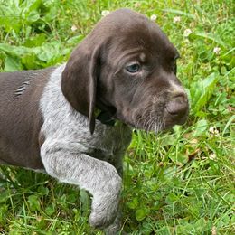 German Shorthaired Pointer and Poodle Puppies from Pilgrims Trails Pointers and Poodles