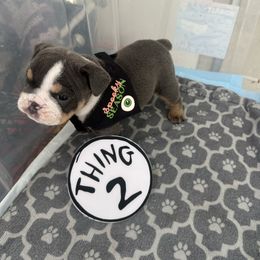 Thing 2 - Blue tri-color male Bulldog puppy in Alexandria, Virginia from Stacey D’s Bulldogs