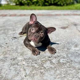 Chloe - Liver French Bulldog puppy in Pasadena, California from Degama Frenchies