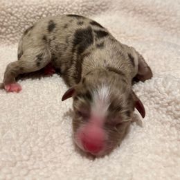 Boy 1 - Red merle male Australian Shepherd puppy in Ramona, California from Blue Moon Aussies