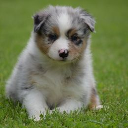 Australian Shepherd Puppies from Ausdauer Australian Shepherds