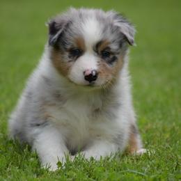 Australian Shepherd Puppies from Ausdauer Australian Shepherds