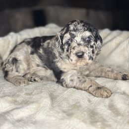 Aurora - Blue merle female Aussiedoodle puppy in Monroe, North Carolina from The Klepper Homestead