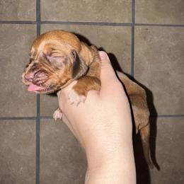 Yellow boy - Red male Bloodhound puppy in Conway, Missouri from Ozark Mountain Kennel