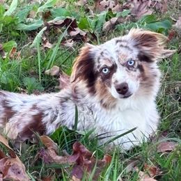 Spring - Miniature American Shepherd