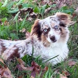 Spring - Miniature American Shepherd