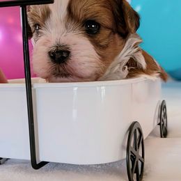 Banner - Parti male Yorkipoo puppy in Idaho from Little Rascal Ranch