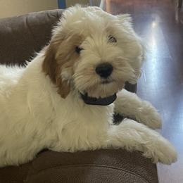 Cavapoo Puppies from Molly n Friends