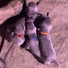 Weimaraner Puppies from Georgia Line Weimaraners