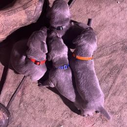 Weimaraner Puppies from Georgia Line Weimaraners