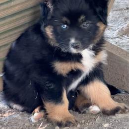 TA2 - Black tri-color female Australian Shepherd puppy in Ada, Ohio from Windy Hill Aussies