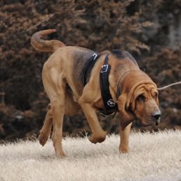 Bloodhounds from Hansen Hounds