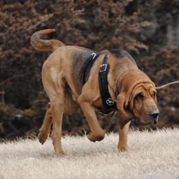Bloodhounds from Hansen Hounds
