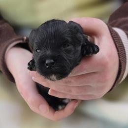 Audrey, purple - Black female Miniature Schnauzer puppy in Piedmont, Oklahoma from J&K's Miniature Schnauzers