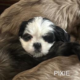 Pixie - Parti female Lhasa Apso puppy in Waterford, Connecticut from Floofie Butts
