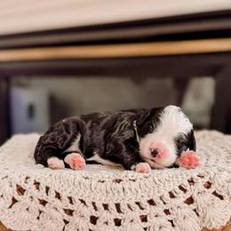 Blue - Black and white female Bernedoodle puppy in Cold Spring, Minnesota from A.N.A. Doodles