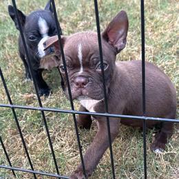 T. Chocolate Male - Red male Boston Terrier puppy in Mc Donough, Georgia from Ballard Boston Terriers