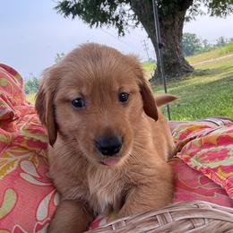 Dark Pink (Daisy) - Dark golden female Golden Retriever puppy in Davisboro, Georgia from Ginger Snap Golden Retrievers