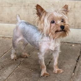 AKC Mila ( petite) - Blue and gold female Yorkshire Terrier puppy in Greencastle, Indiana from Tiny Tushy Lodge