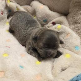 Girl 4 - Blue female Shih Tzu puppy in Tennessee from Cutshall Babies