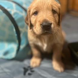 Golden Retriever Puppies from Morgan’s Heart of Gold Retrievers