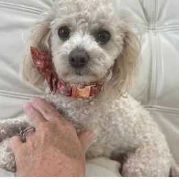 Suki - Poodle
