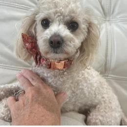 Suki - Poodle