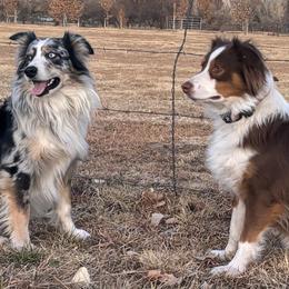 Australian Shepherds from Bullet & Whiskey’s Pups