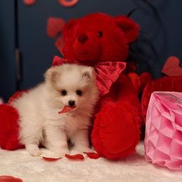 Jasmin - White female Pomeranian puppy in Tampa, St Petersburg, Florida from Diana's Pomeranians