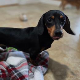 Cooper - Dachshund