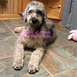 Assorted Doodle Crosses Puppies from Oodles of Kisses' Great DaNoodles