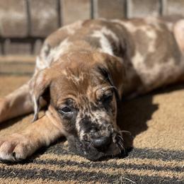 Great Dane Puppies from Starlight Danes