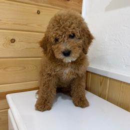 Mercedes - Cream female Goldendoodle puppy in Payson, Utah from Country Sky Doodles