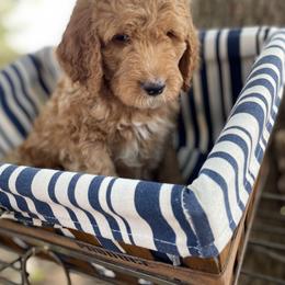 Goldendoodle Puppies from The Doodle grove