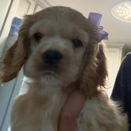 Coral - Buff and white female Cocker Spaniel puppy in West Plains, Missouri from Ozark Haven Farm