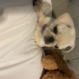 Pug Puppies from Pugs R 4 U in KY