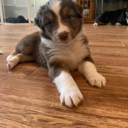 Australian Shepherd Puppies from Sunshine State Australian Shepherds