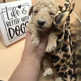 Chanel - Apricot female Maltipoo puppy in Apple Valley, California from Boujeepups