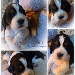Boy 3 - Black white and tan male English Springer Spaniel puppy in Silverdale, Washington from TimberVale Springers