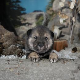 Indigo Collar - Sesame male Shikoku Ken puppy in Pennsylvania from Aoiyama Sou Shikoku Kennel