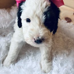 Mia - Tri-color female Bernedoodle puppy in Allegan, Michigan from Sand Creek Bernedoodles